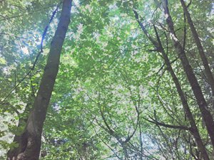 hallucinogens hallucinogens